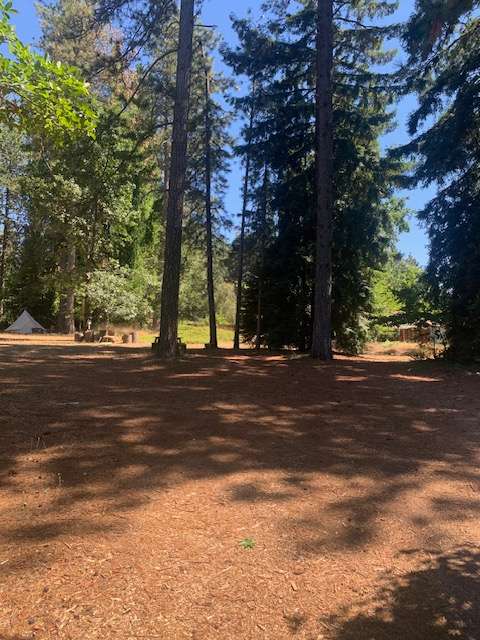 Shady In-Town Creekside Campsite