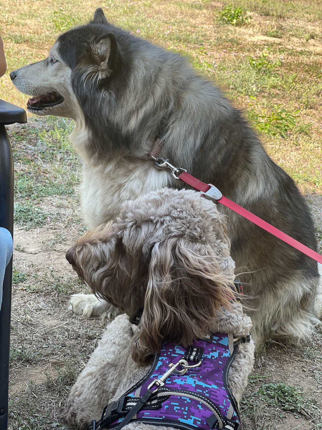Dogs enjoyed our stay