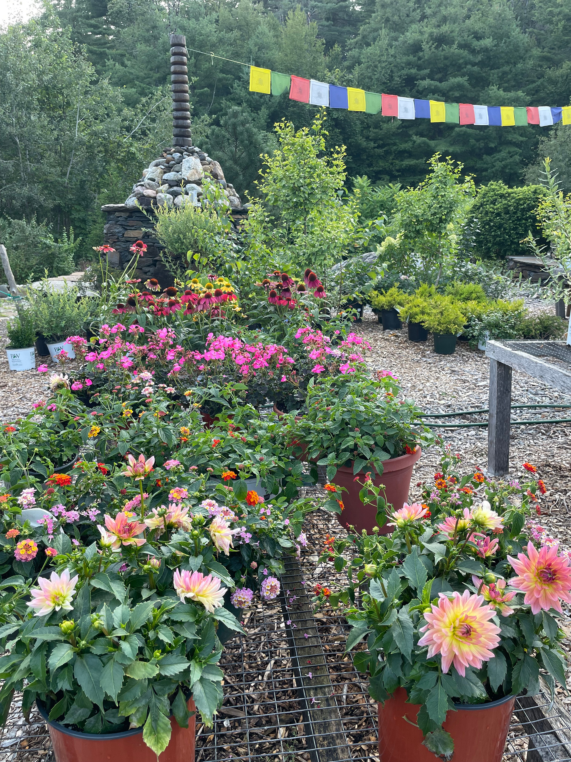 Conway Natives Nursery
