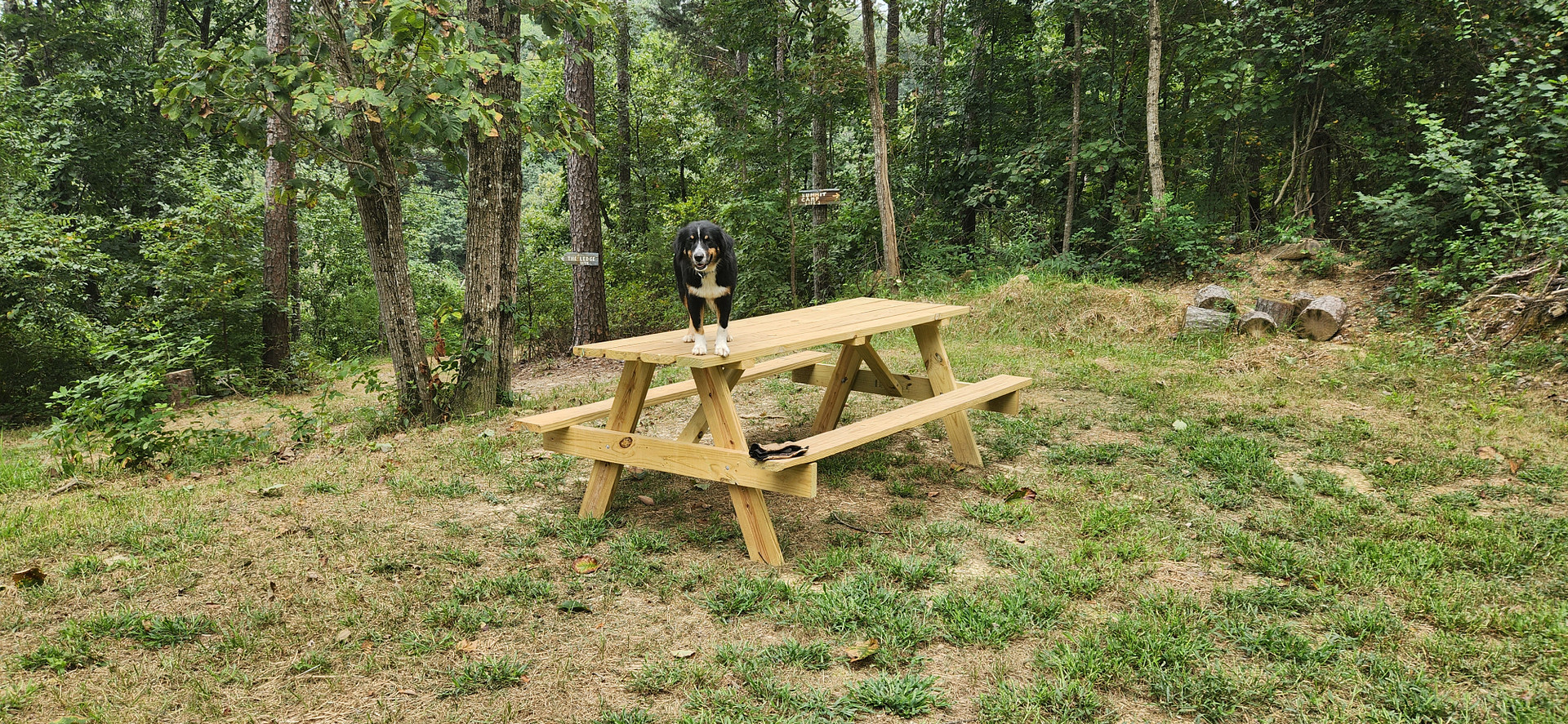 Dino's Picnic table.