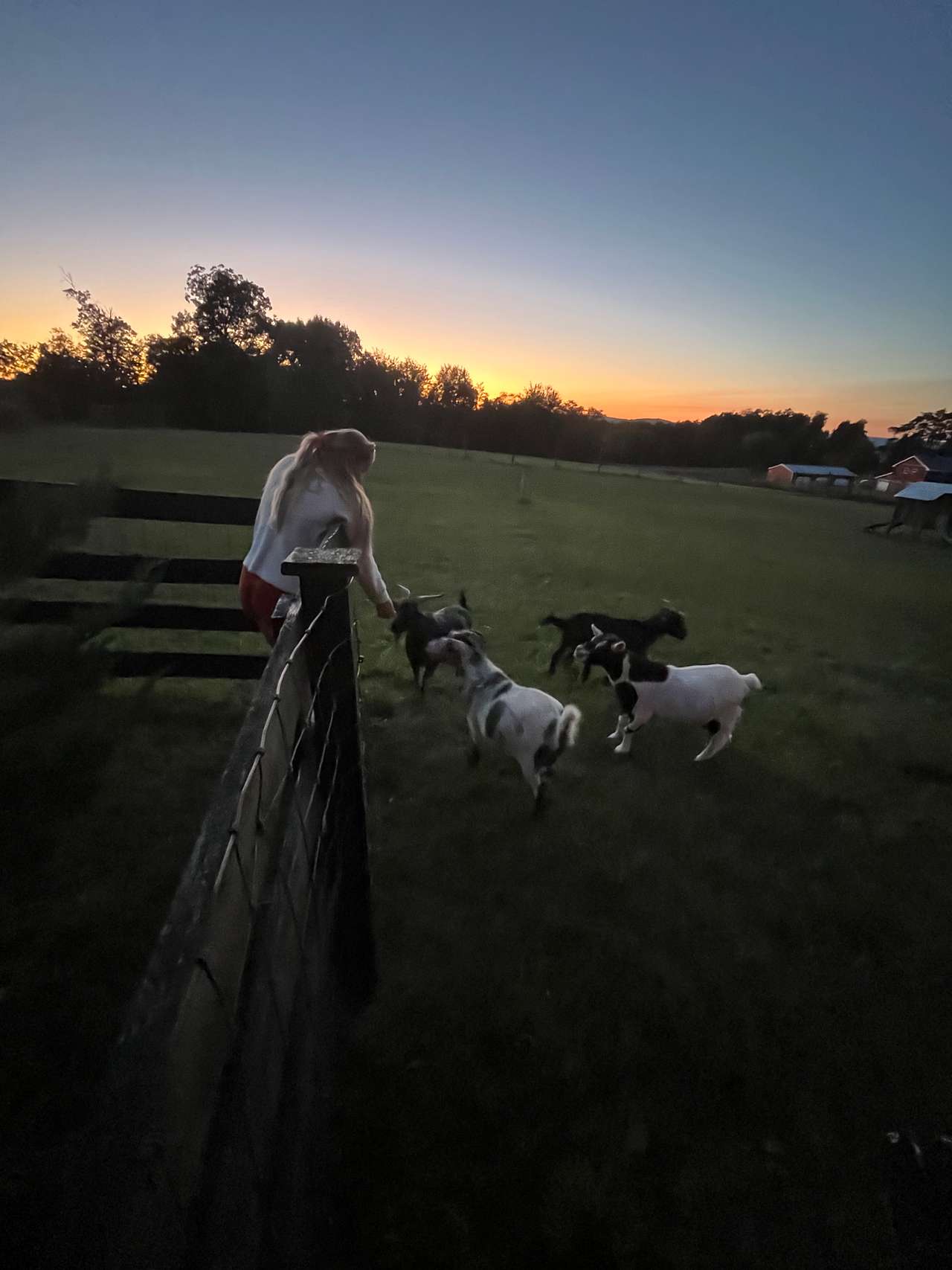 Mountain View Mini Farm