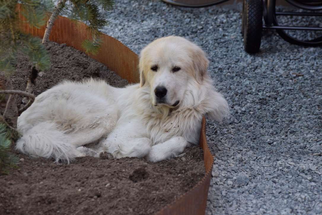 Our hard working Life Stock Guardian Dog