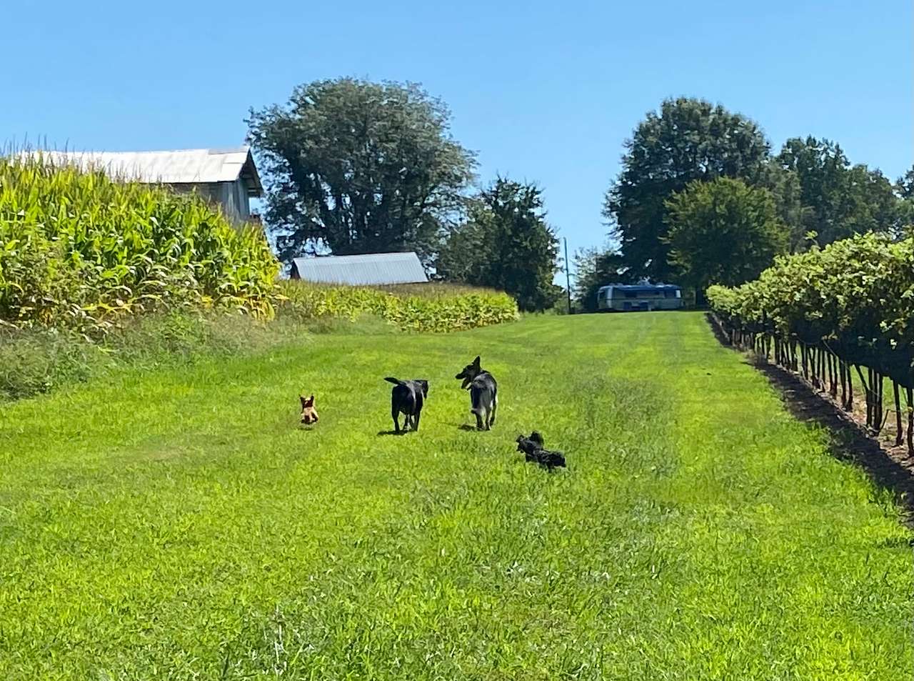 William Cornelius Vineyard