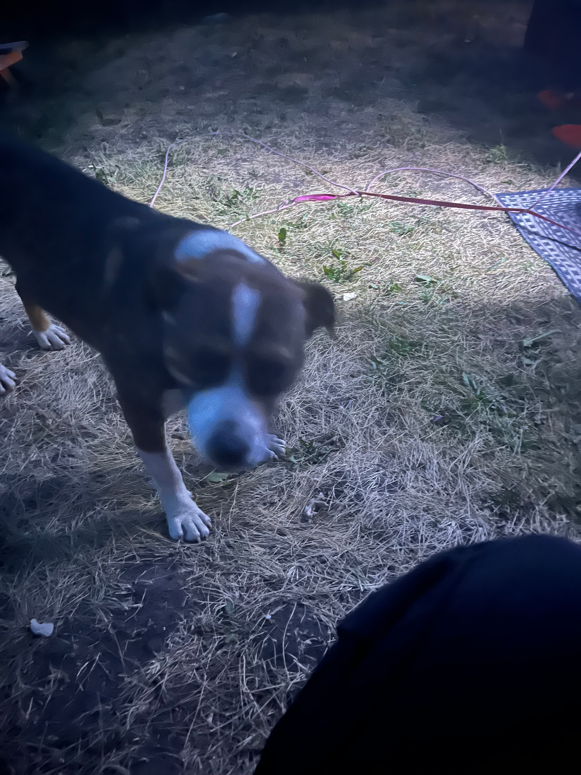 Neighbors dog, Joe
