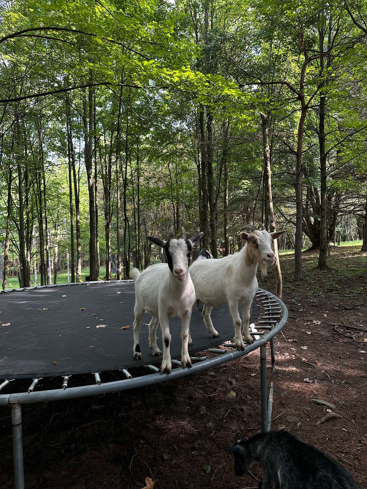Escape...to Mariaville Goat Farm!