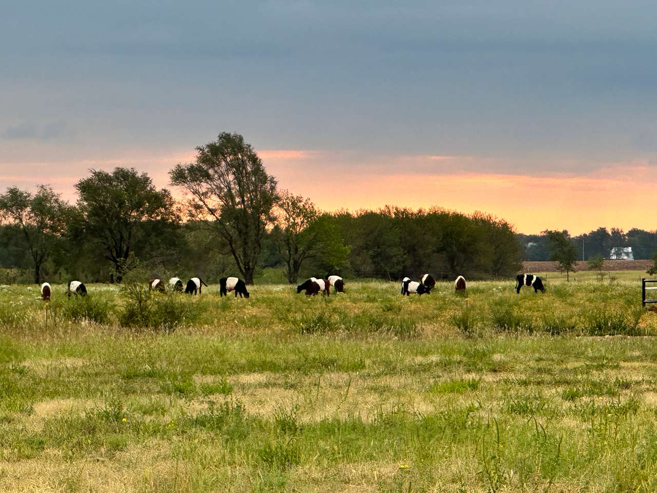 Borntrager Dairy