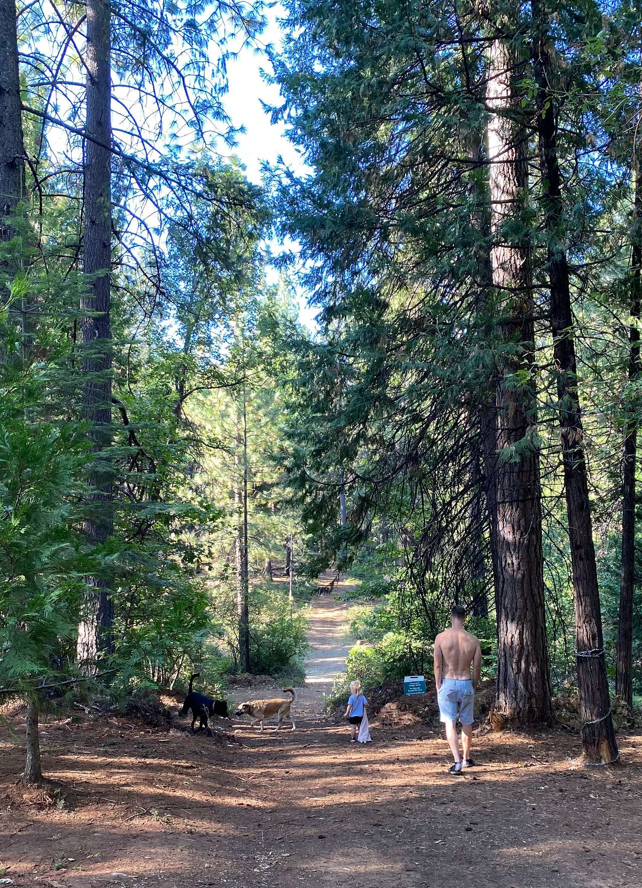 Gold Ridge Forest