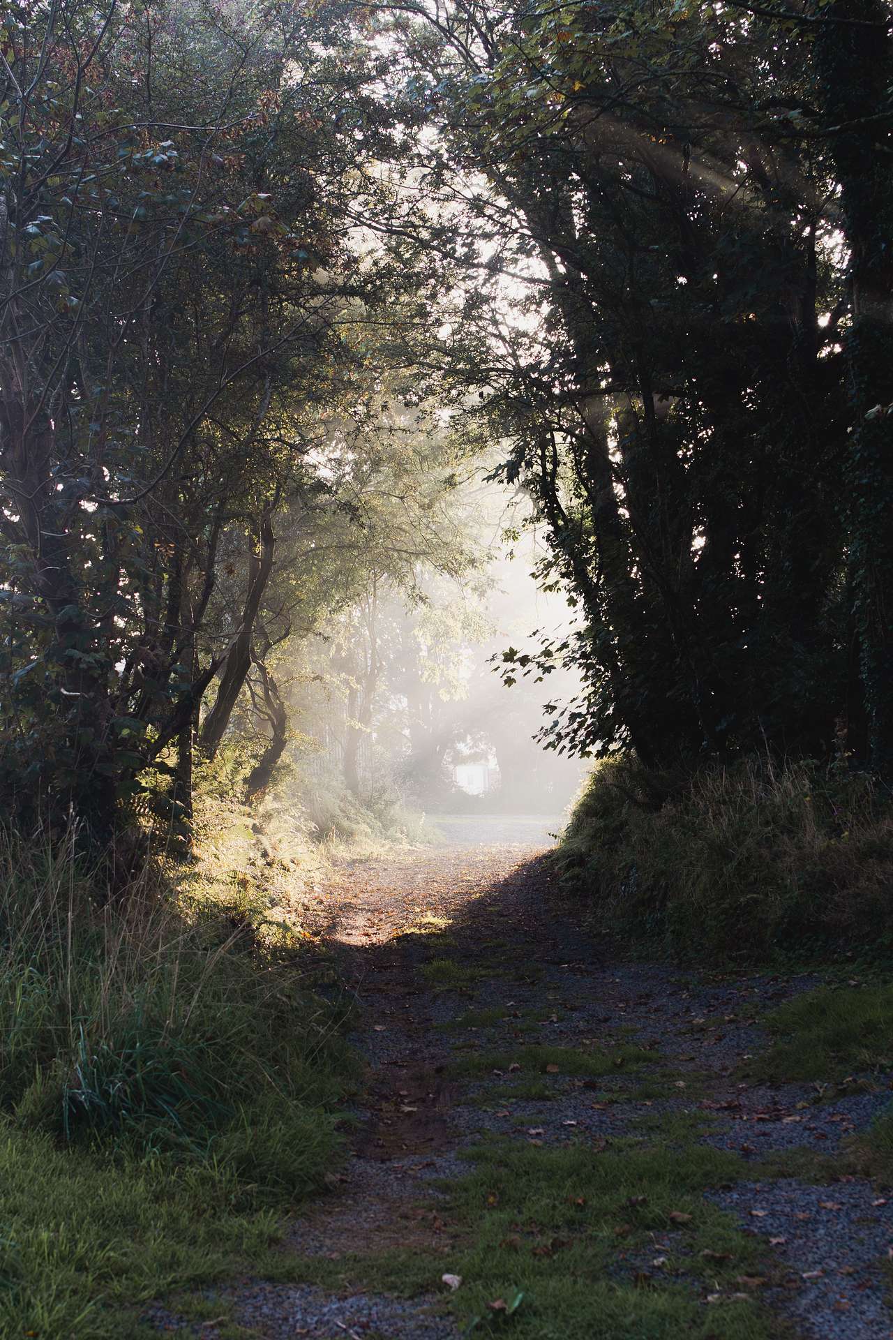pathway in the morning to the yurt