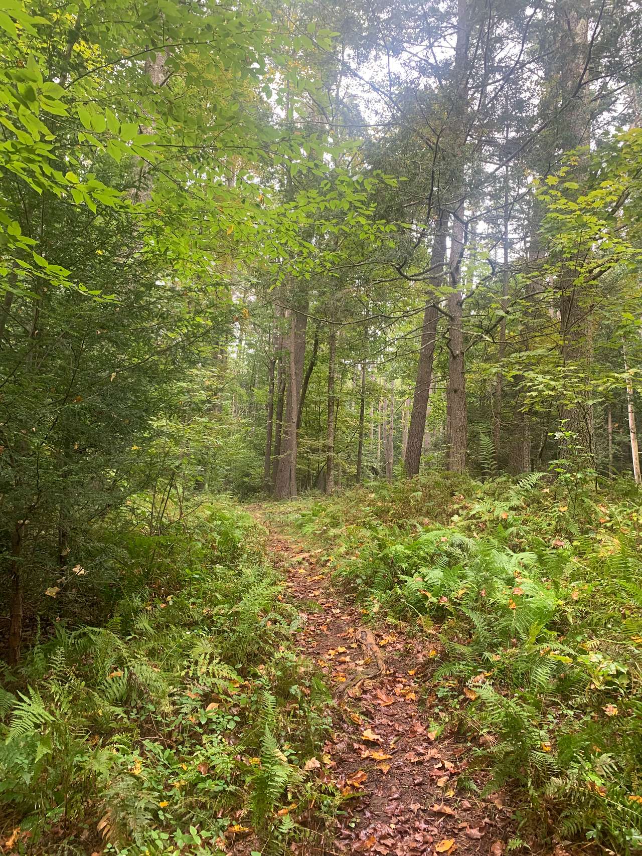 Streamside Camping in Leverett!
