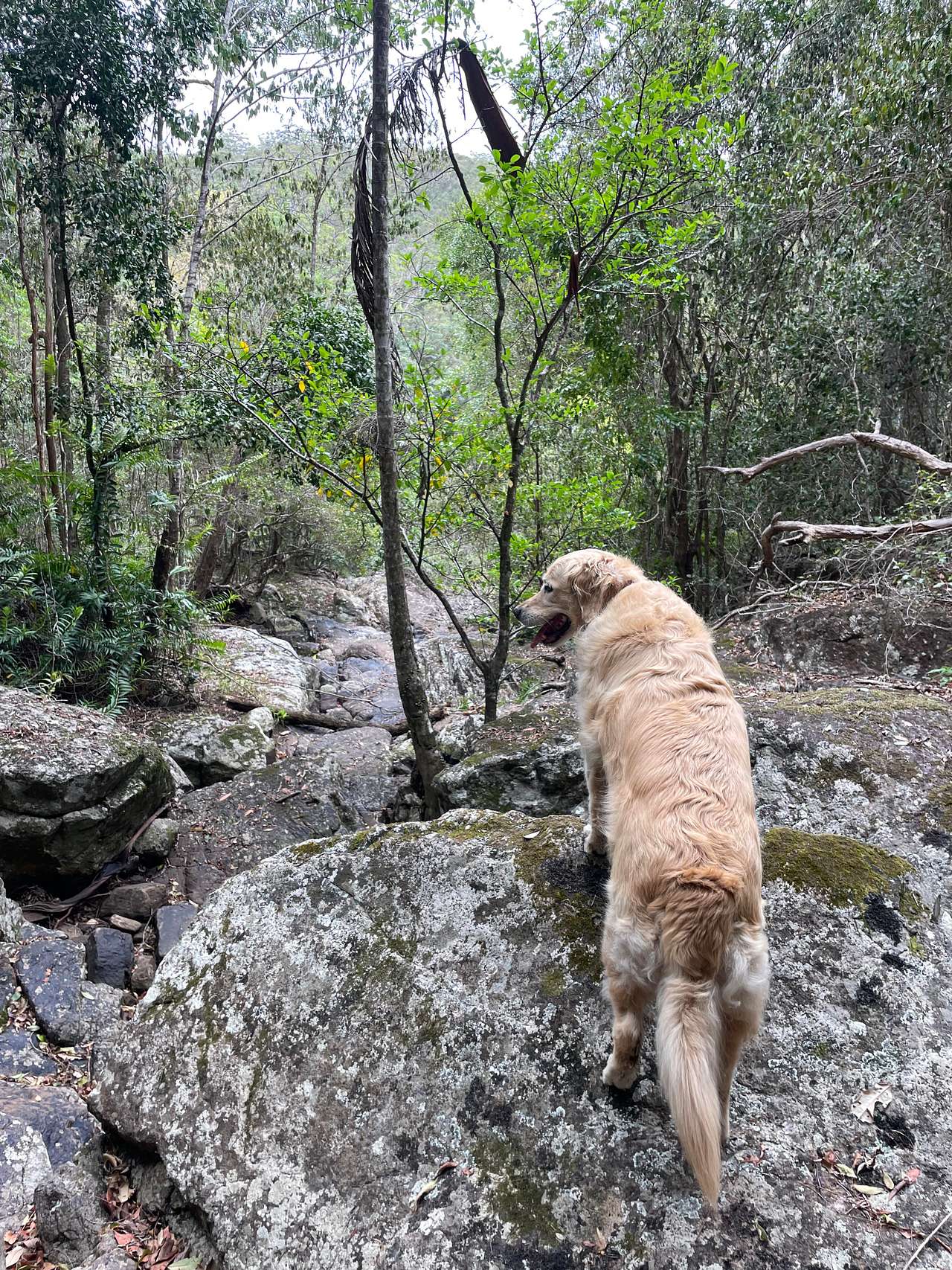 Woombye Rainforest Escape