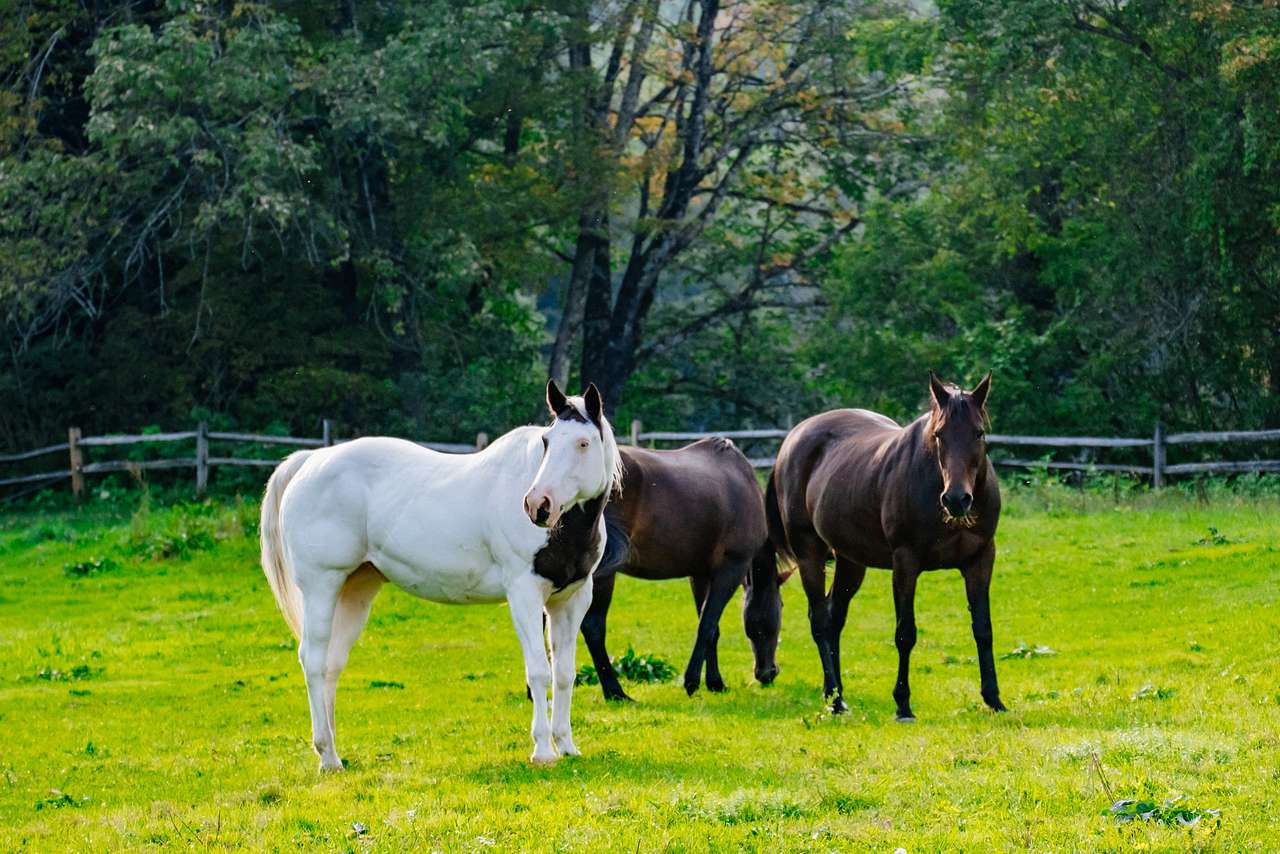Horses near campsite