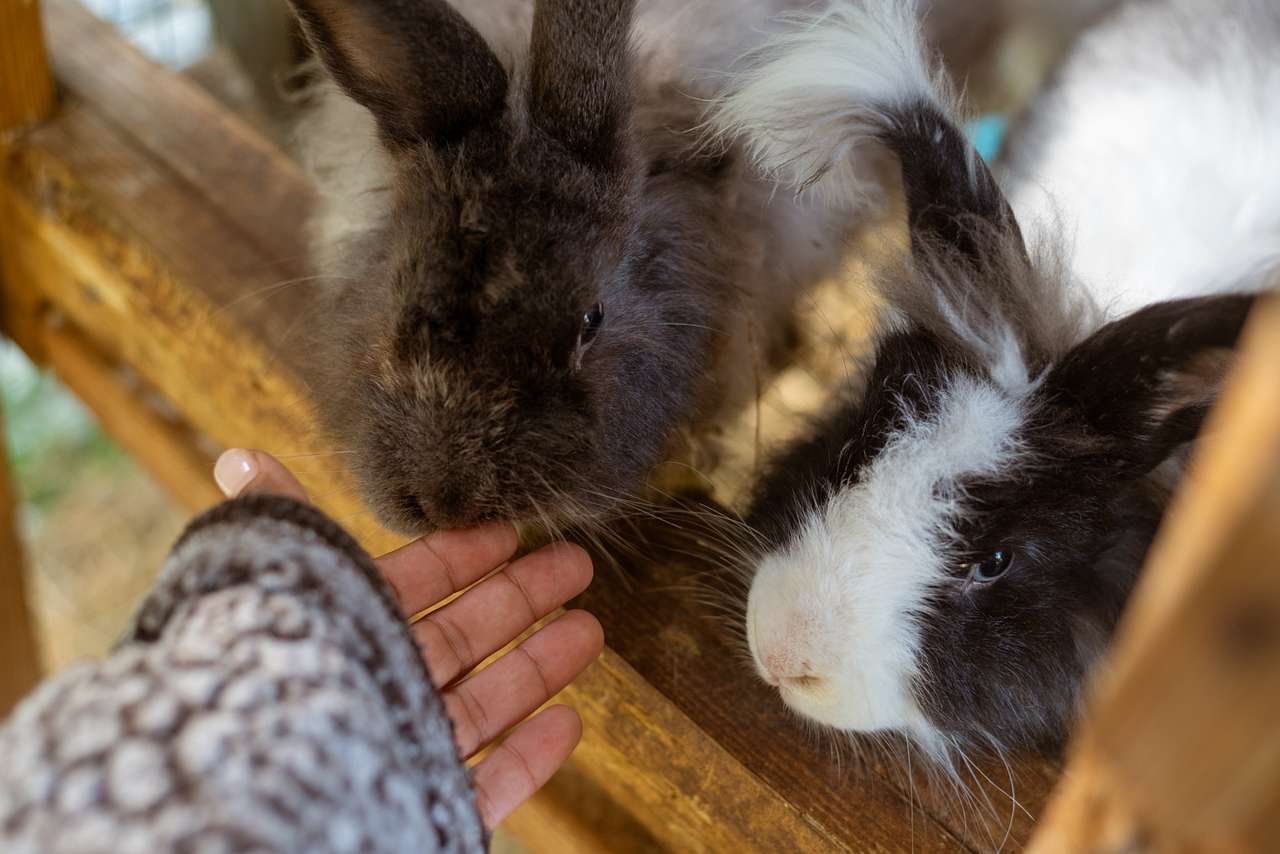 Mila’s Bunny Farm