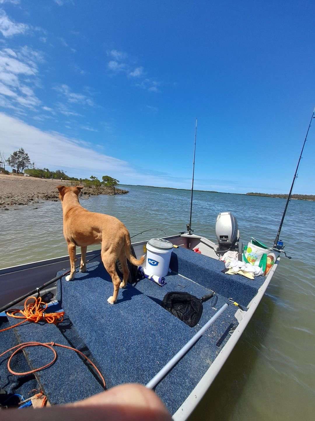Live bait