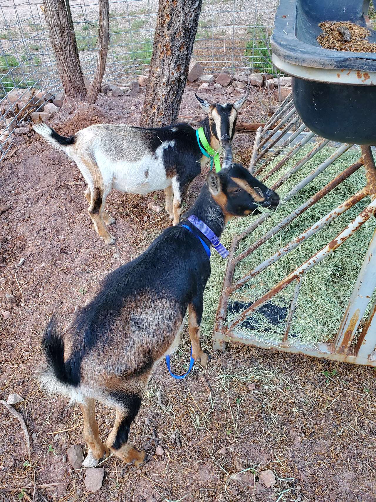 All our animals are super friendly and love attention. 