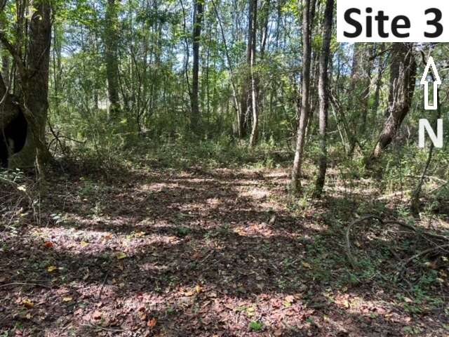 Site 3 - next to stream