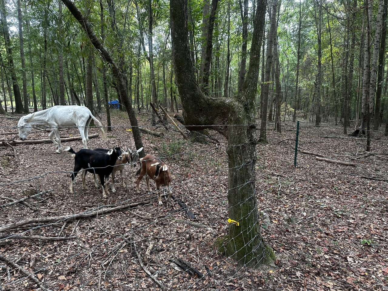Goats and donkey visiting site 1