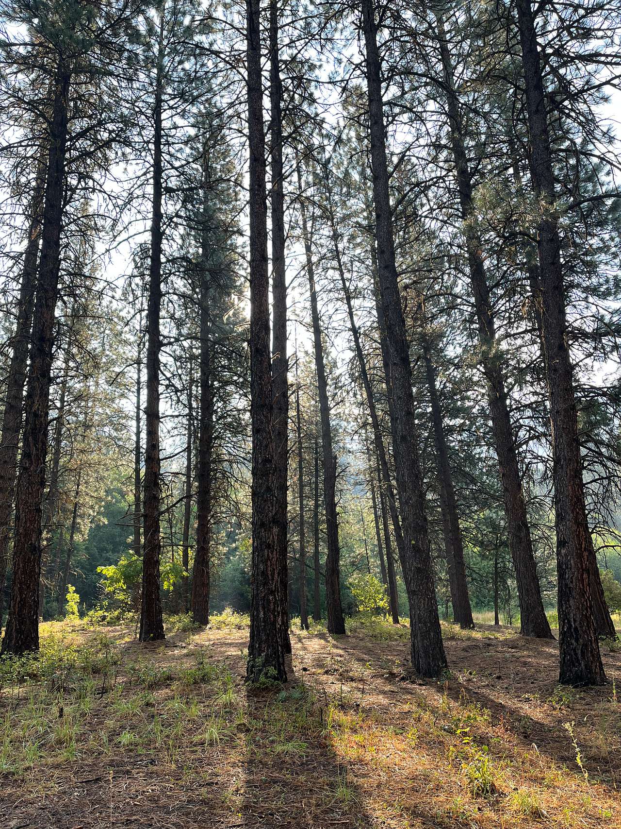 Payette National Forest