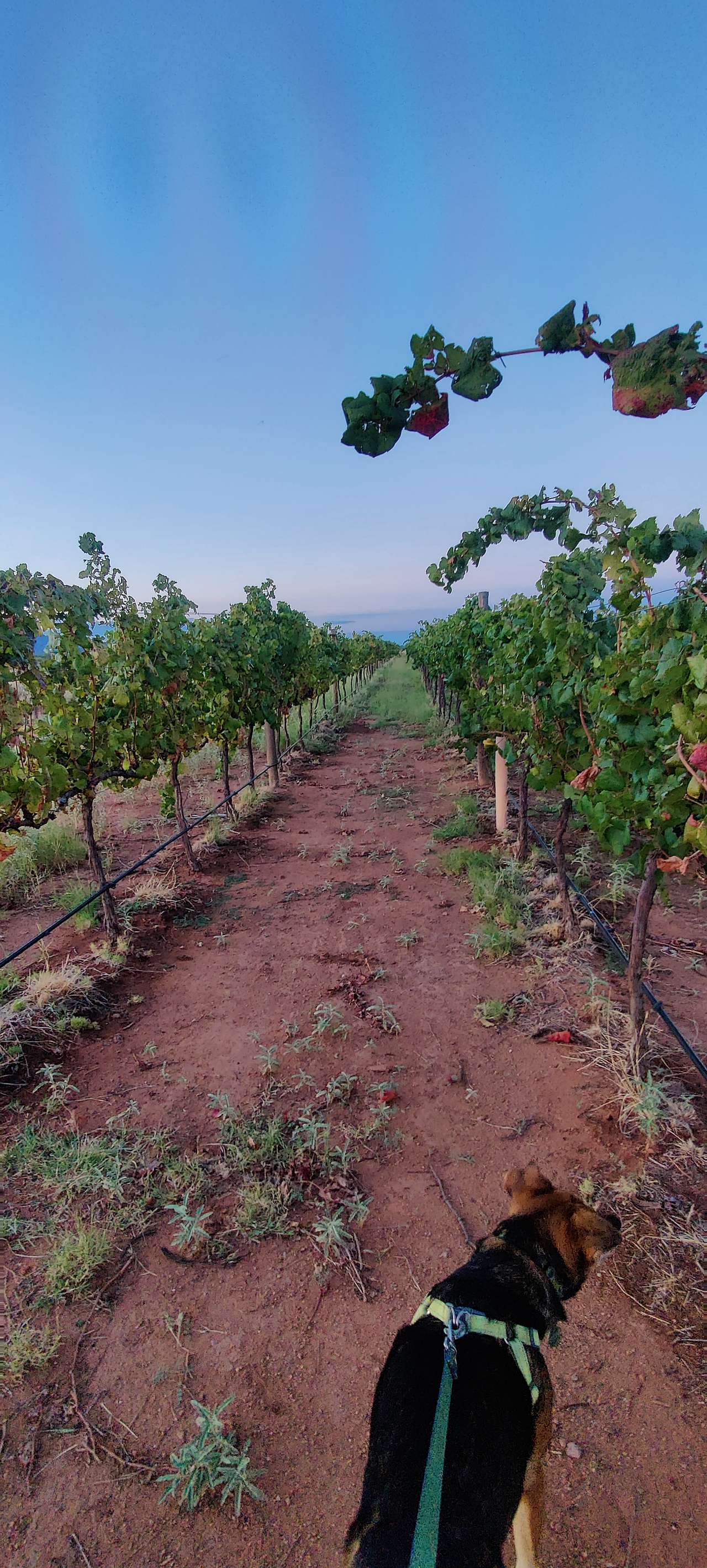 High Lonesome Vineyard & Hipcamp