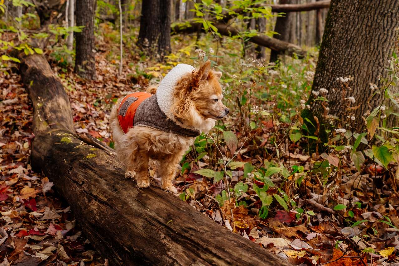 Enjoying the trails