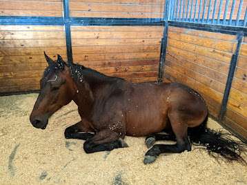 Camping with you horse?  We have a bed for him too!