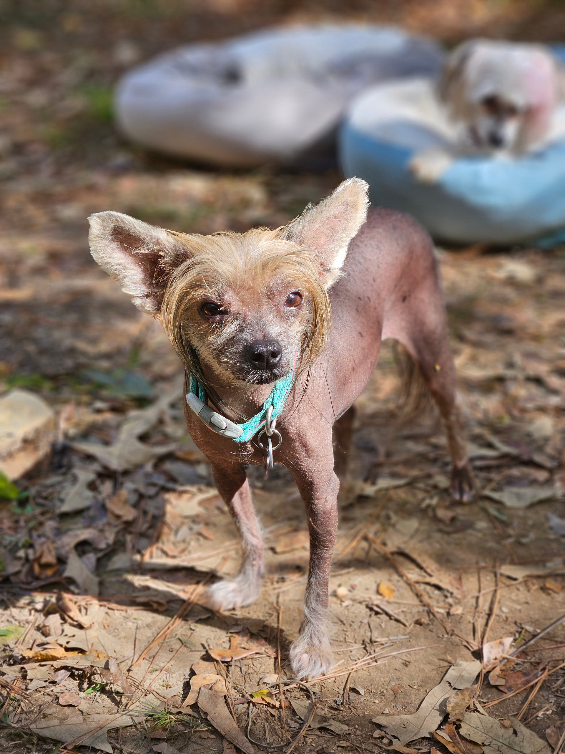 The Tallapoosa Hideaway: Wilderness Retreat