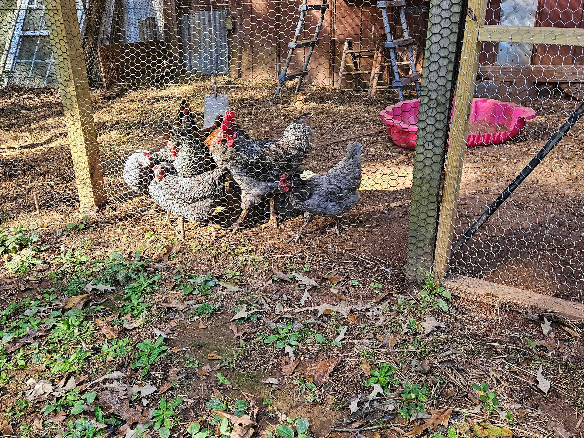 Aquino acres