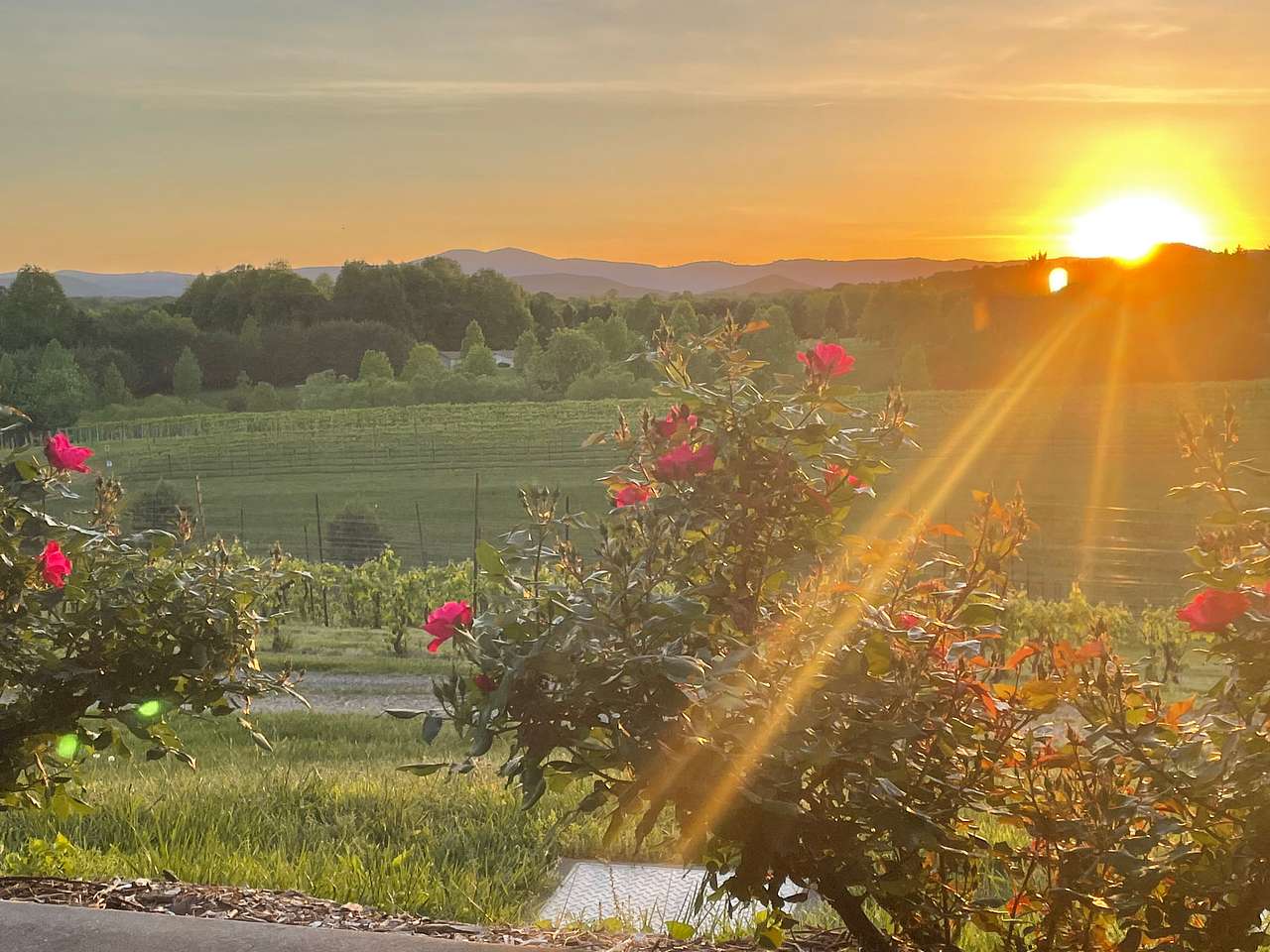 Round Peak Vineyards