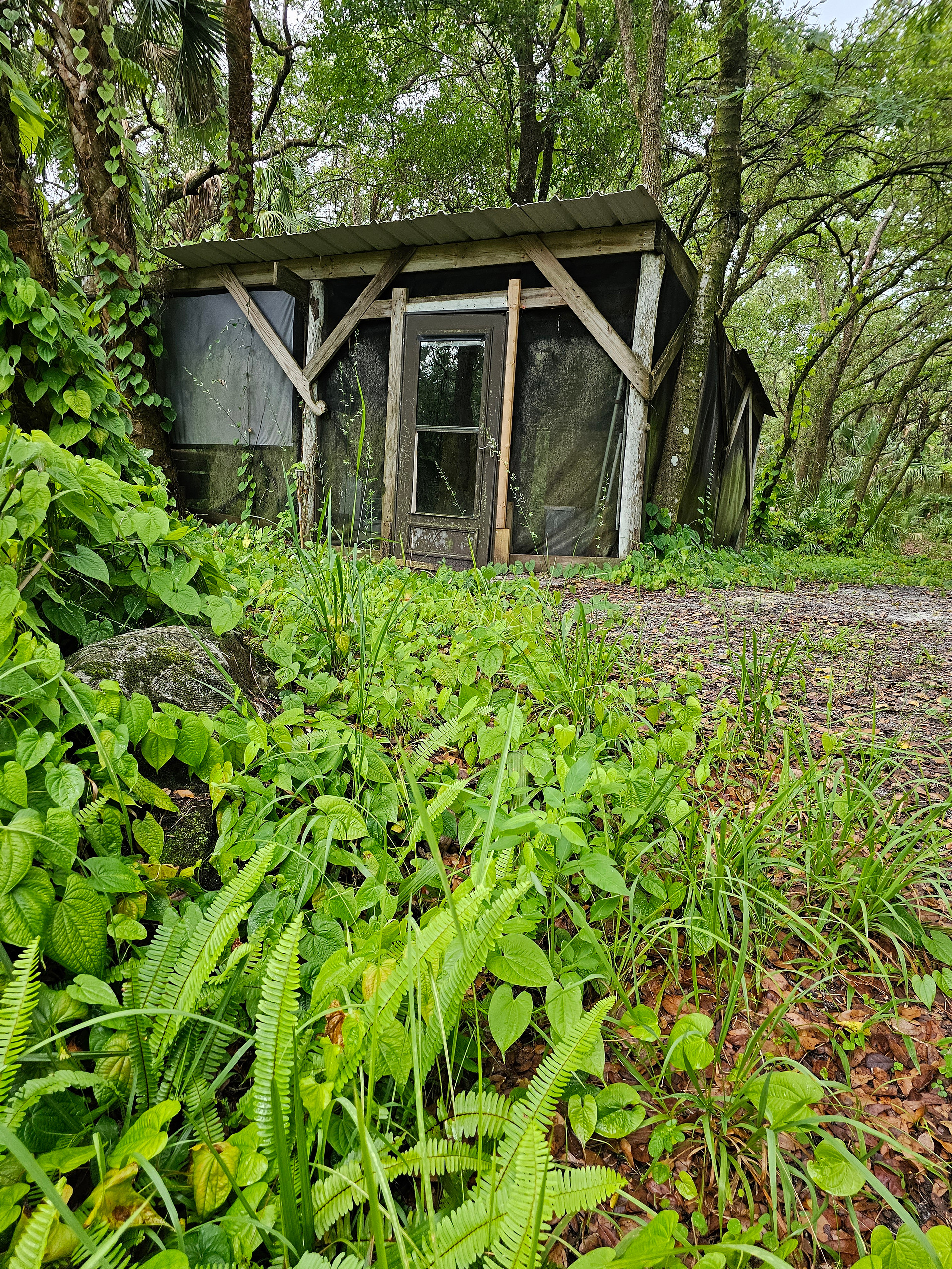 A Swamp Paradise in Florida