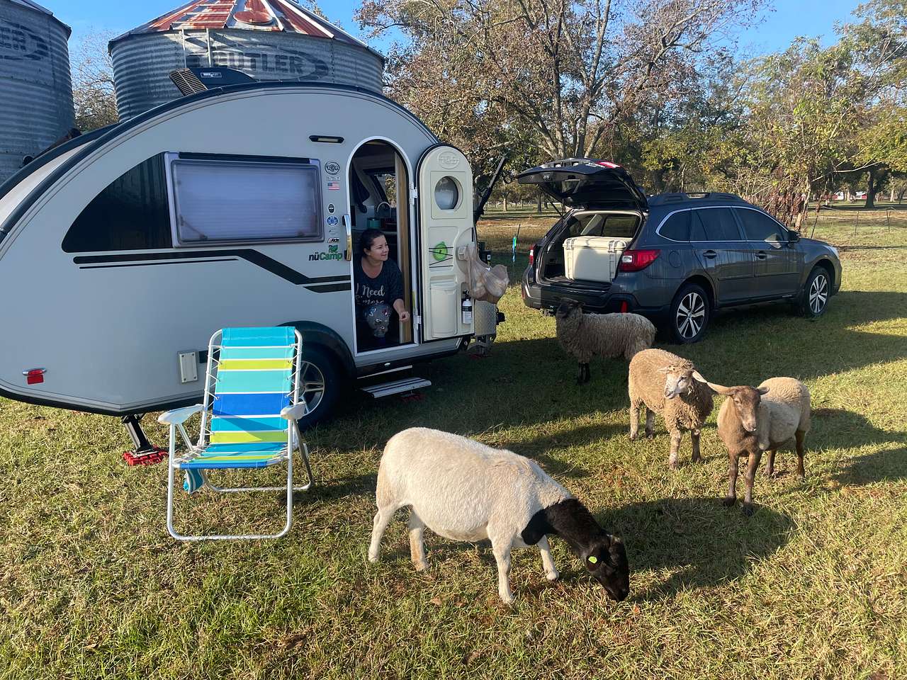 Pecan Orchard