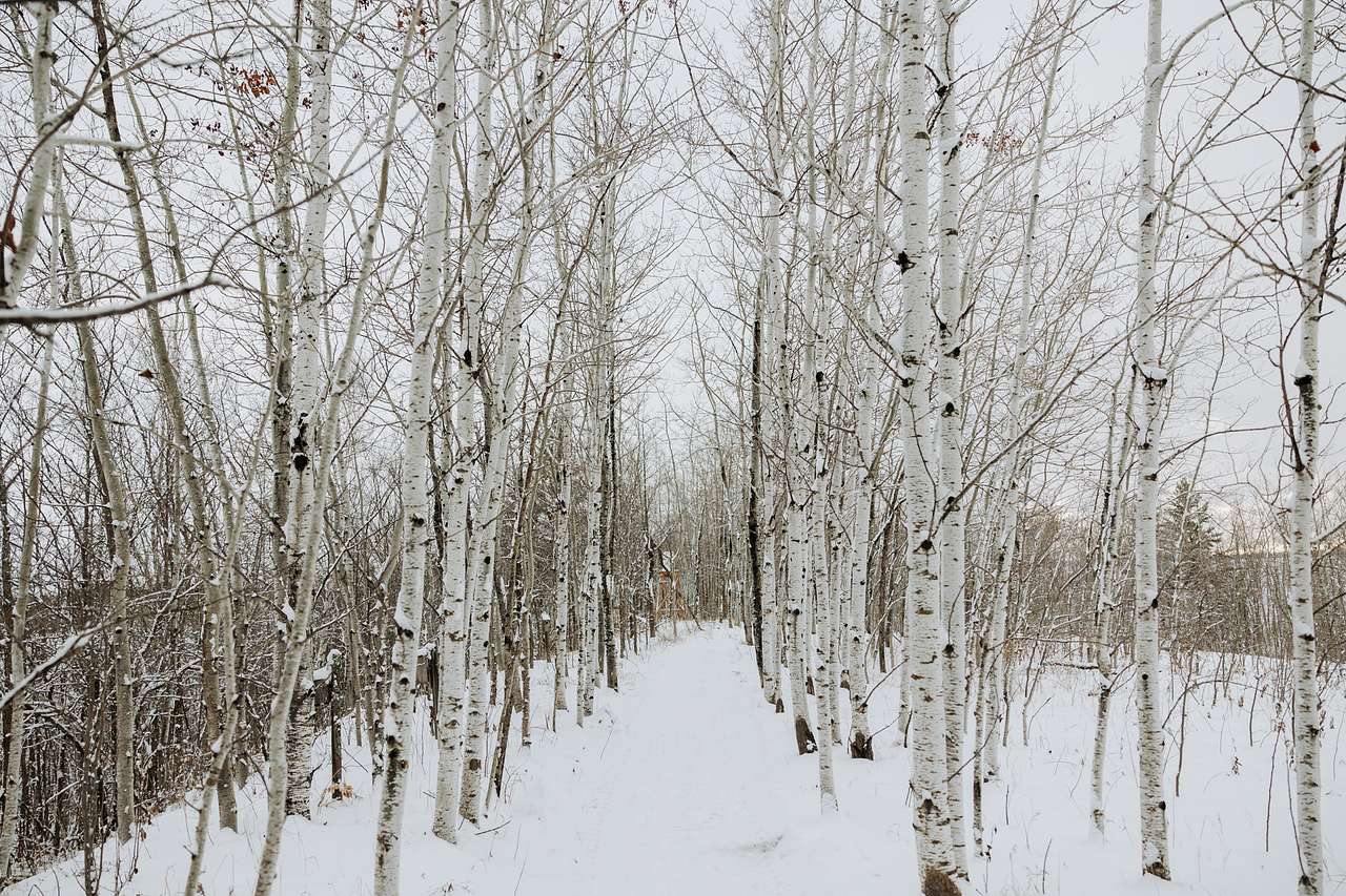 Wild Skies Resort