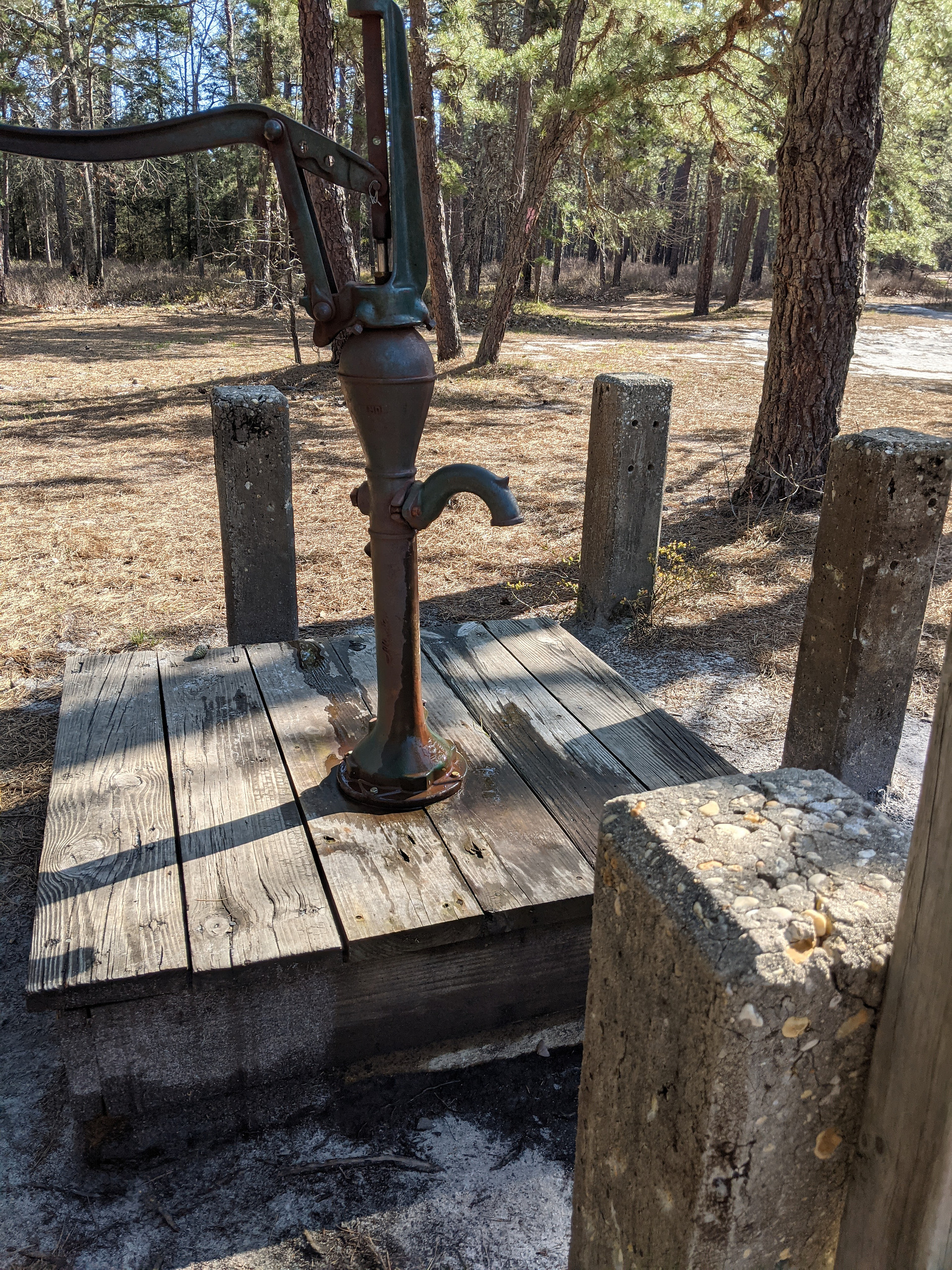 Wharton State Forest
