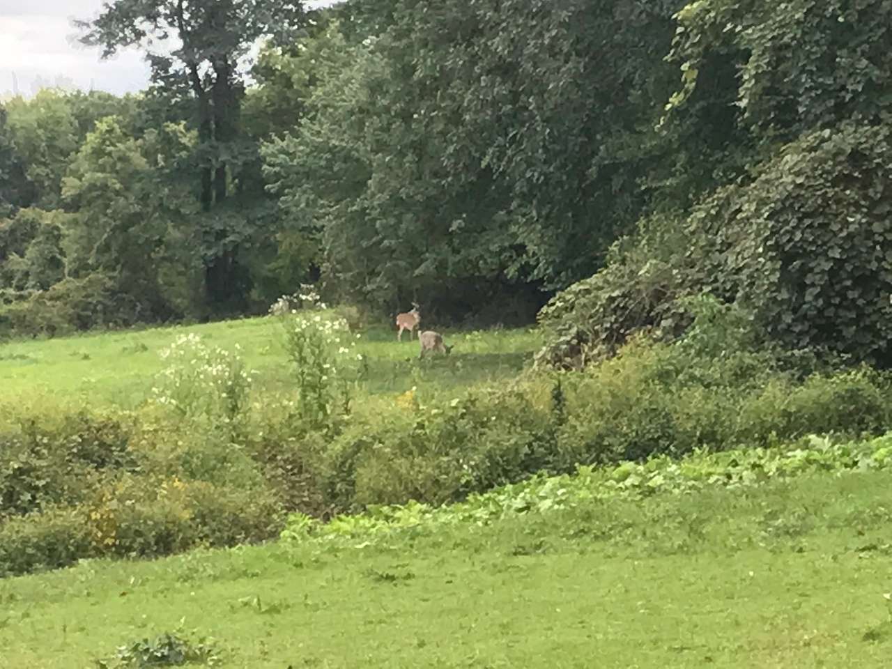 Pegasus Farms LLC