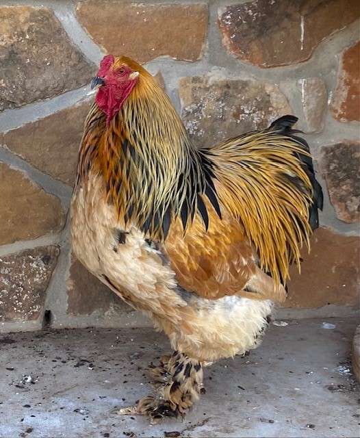 Red Rooster Ranch