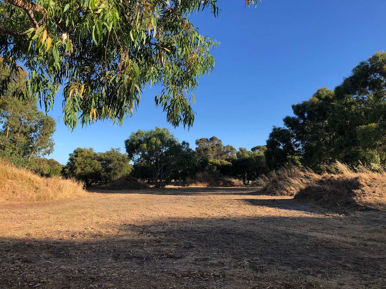 Peppie Tree Drive