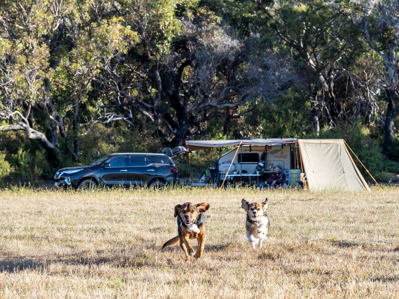 Our dogs loved their stay too!