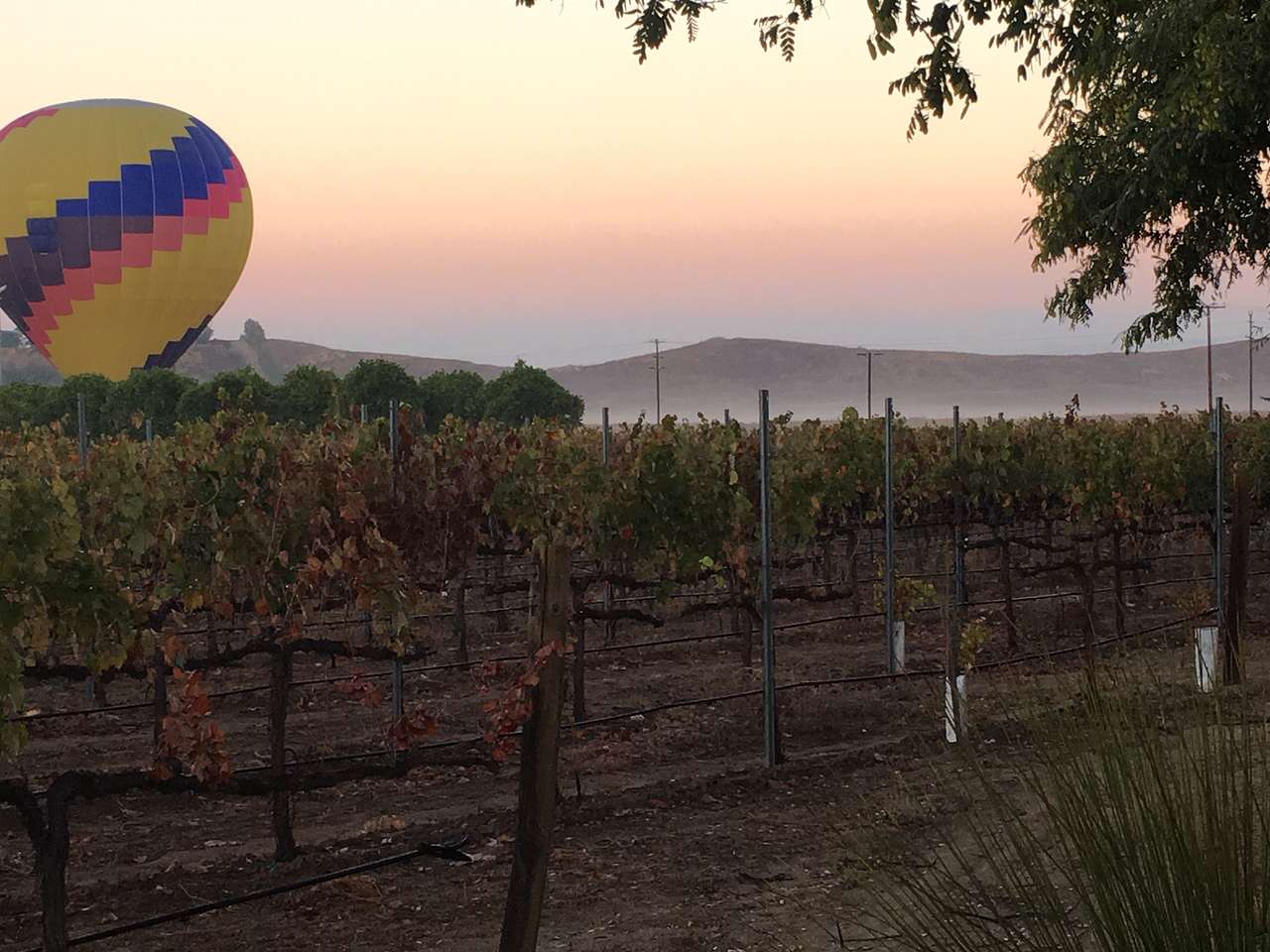 Dos Fernandos' Hideaway RV vineyard