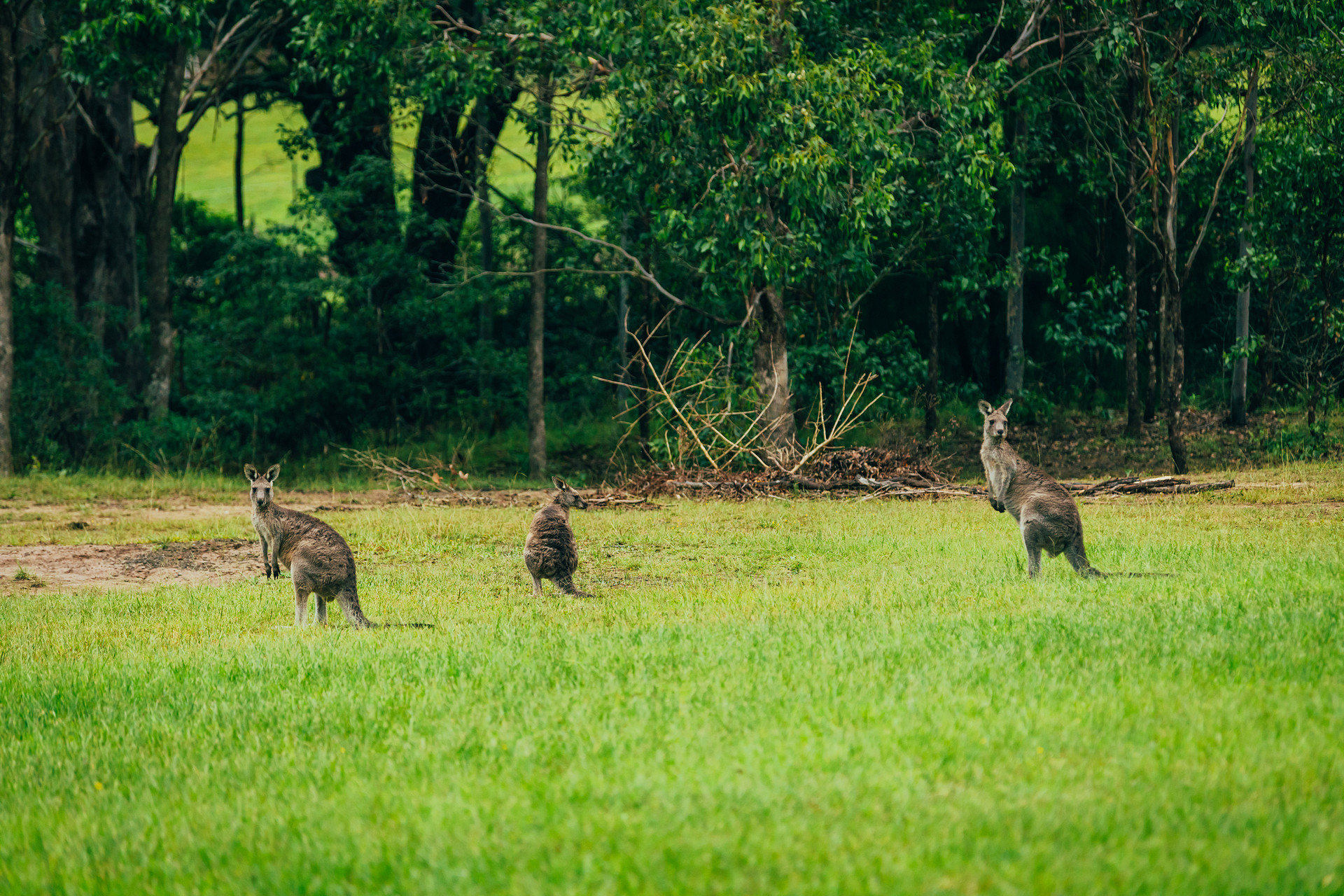Local kangaroos