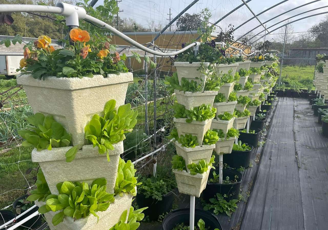 Iberia Market Garden