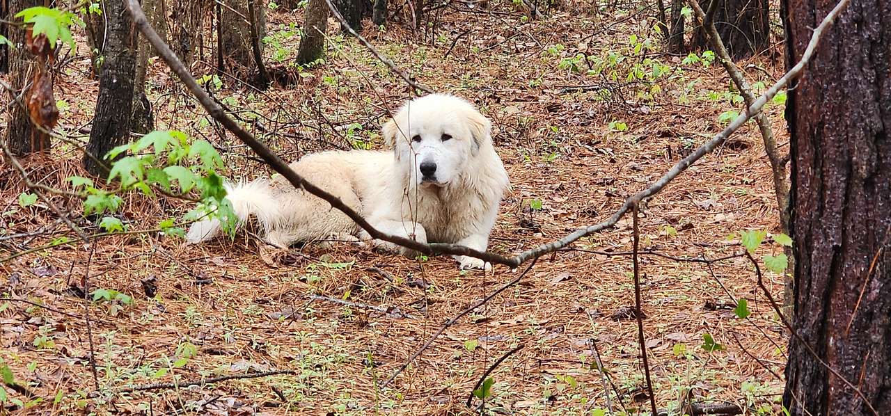 SandyLand Farmstay GlampingTherapy