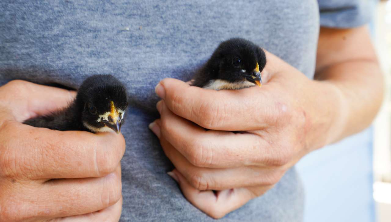 the new born chicks