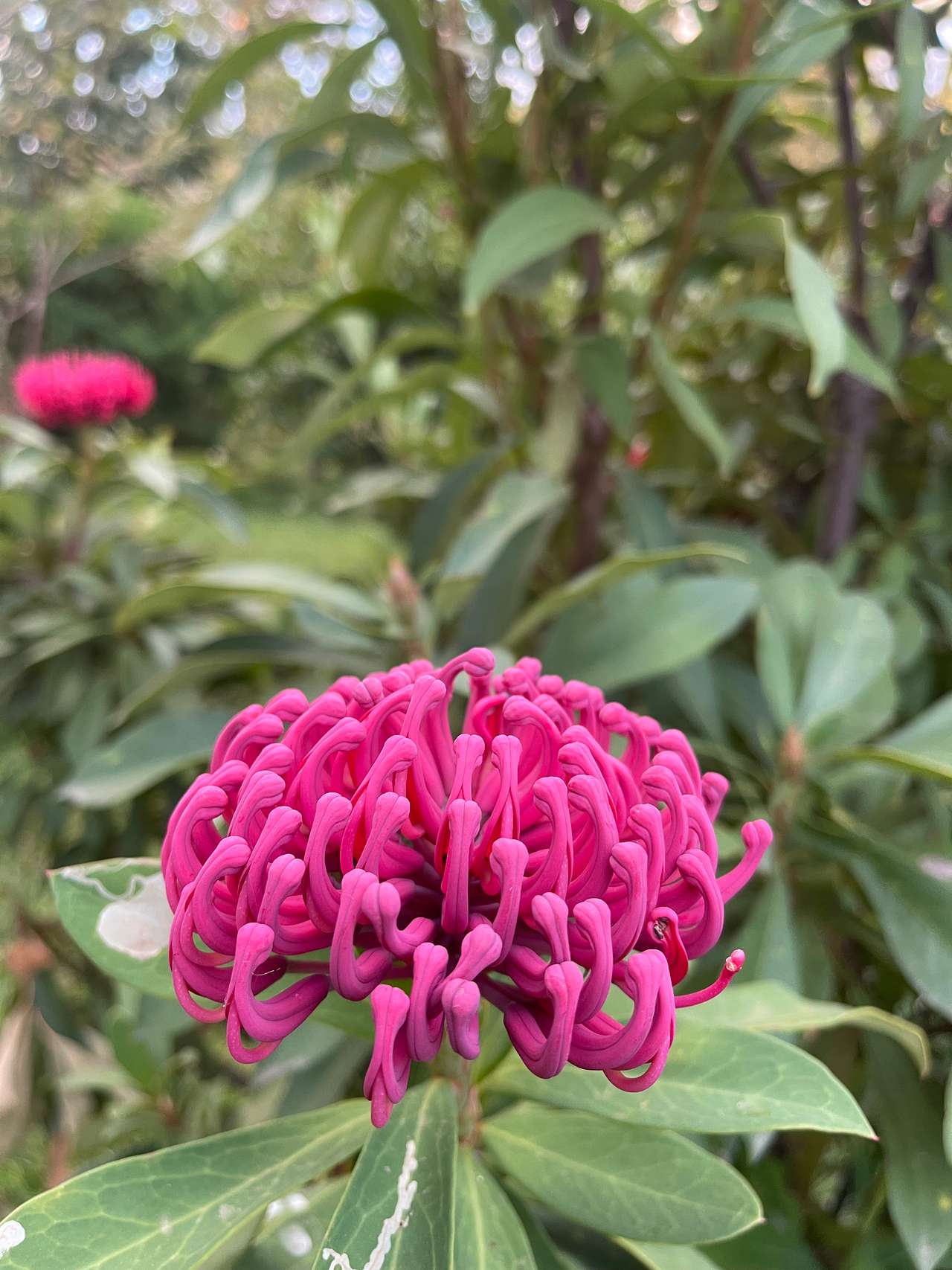 Mountain Flower Farm