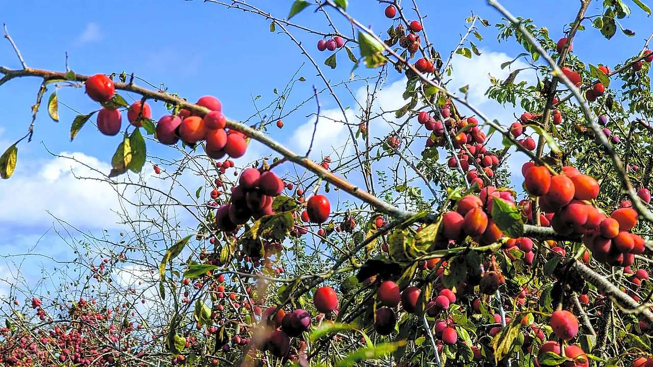 Frittenden Orchard