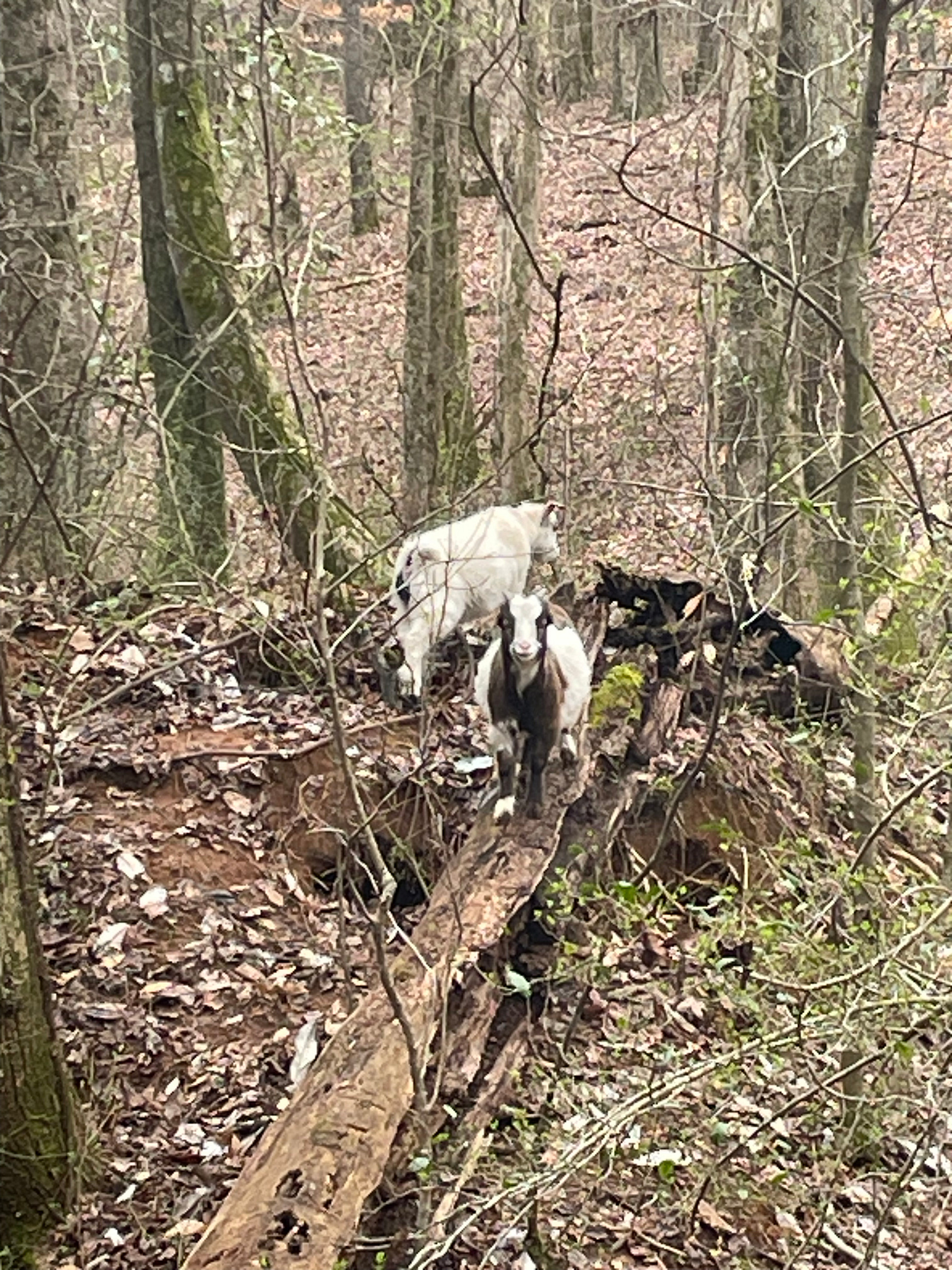 Our neighbors have goats. 🐐 they roam from time to time. The white ones name is President Snow. He is a talker. 