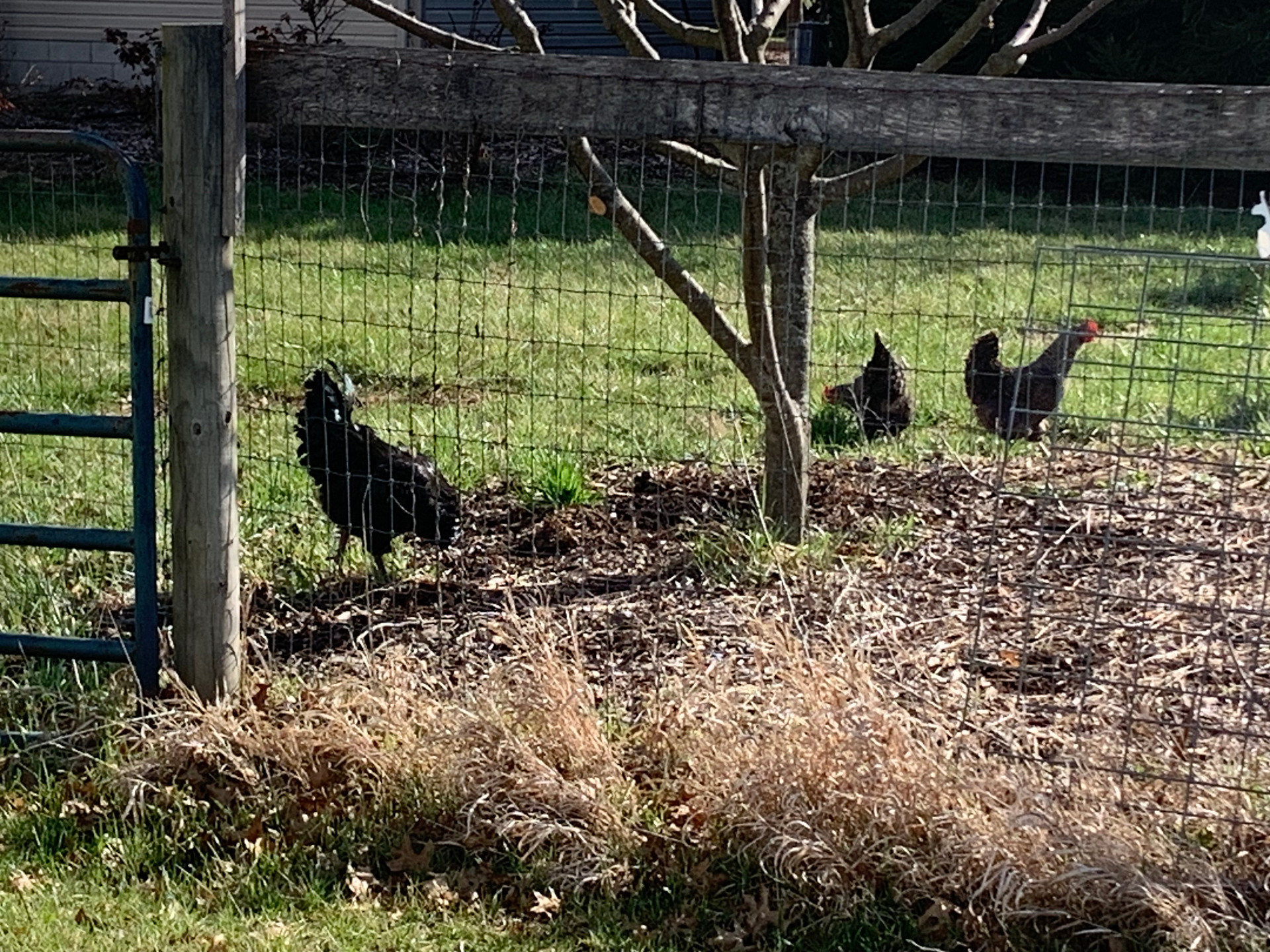 BubbaSchottMiles Farm West Pasture