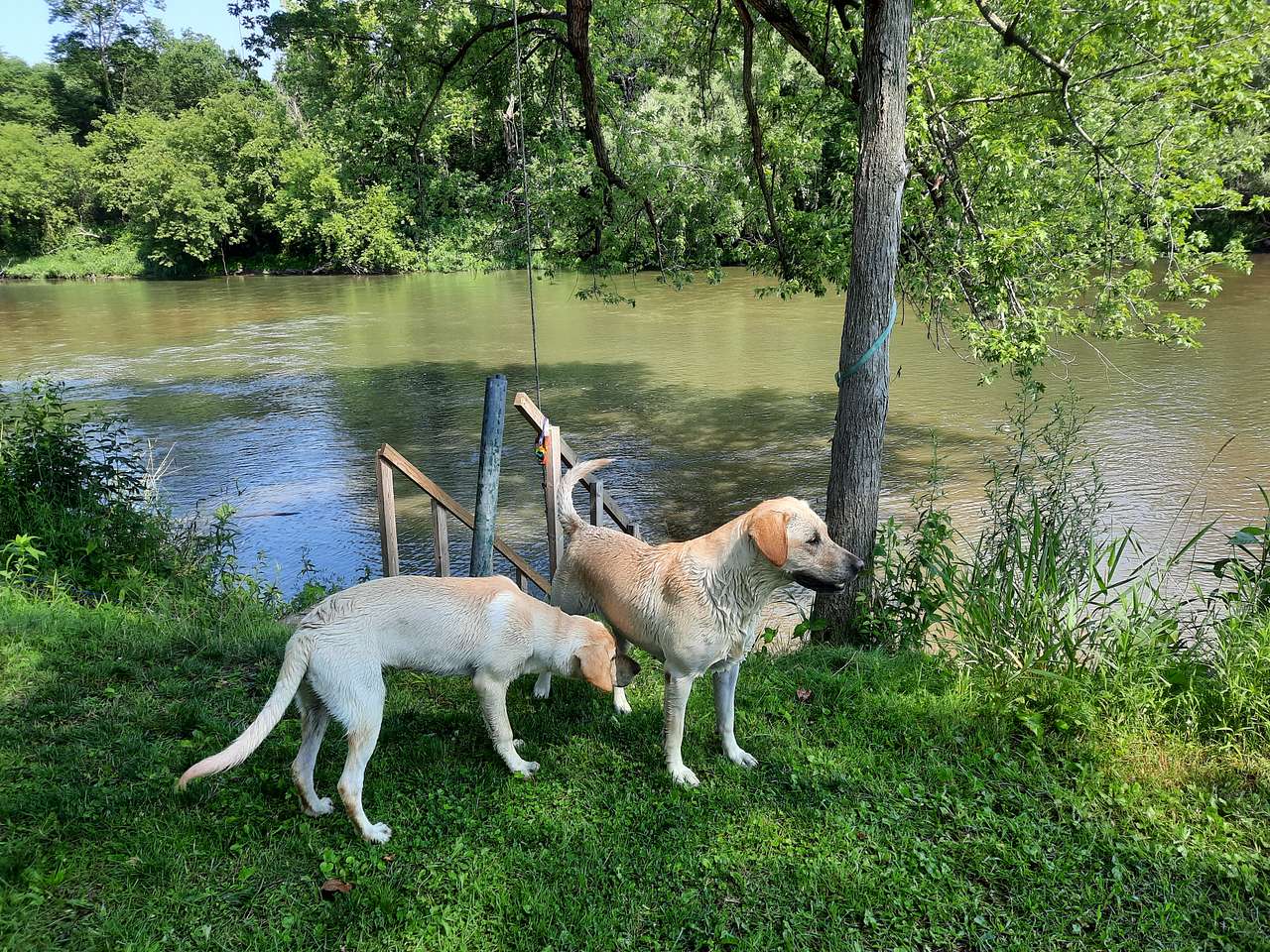 Root River Hideaway - Tent Camping