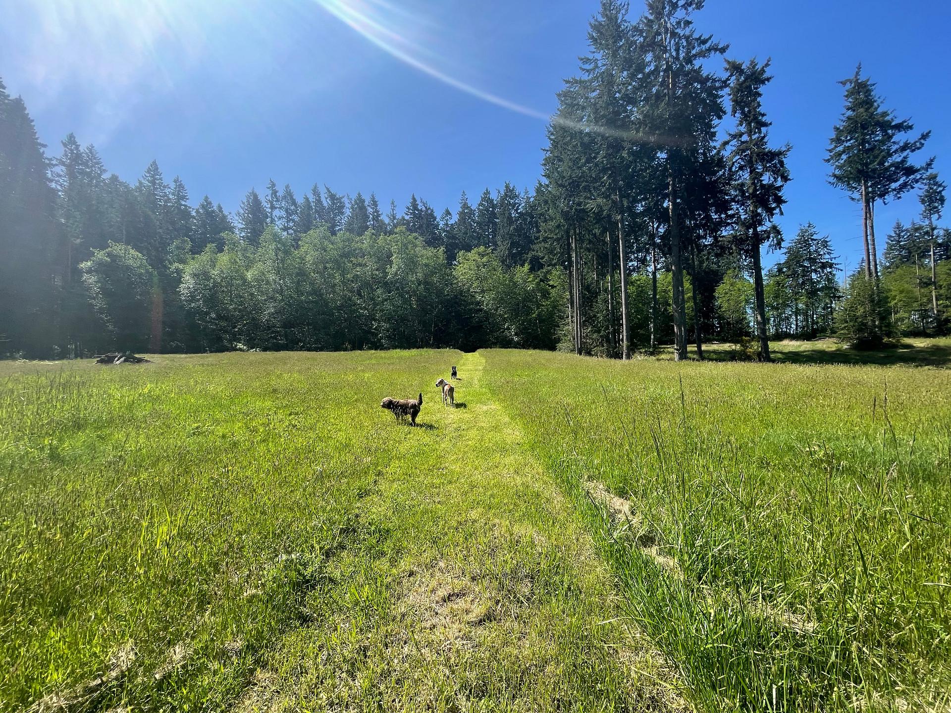 Wild Hearts on Whidbey