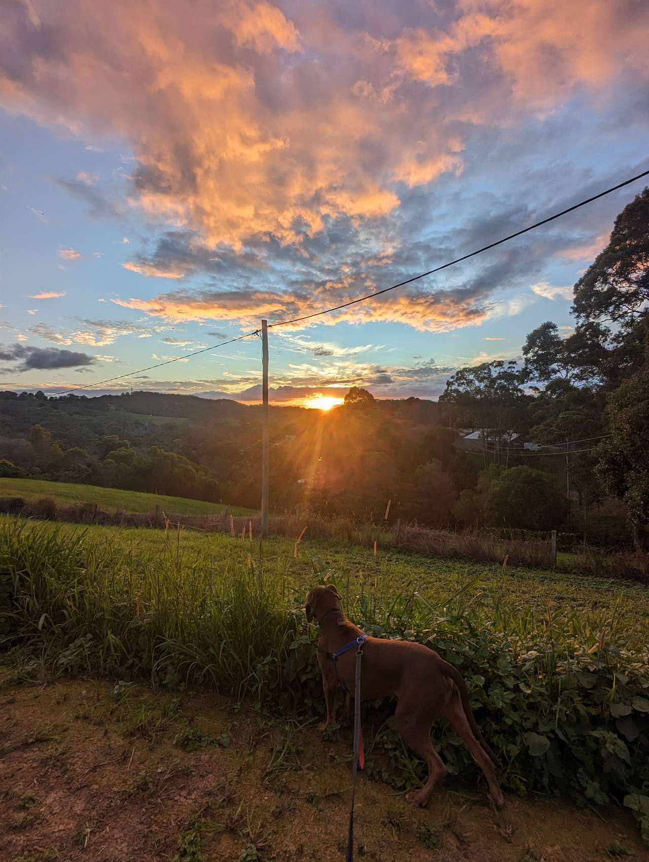 Wallaby Ridge