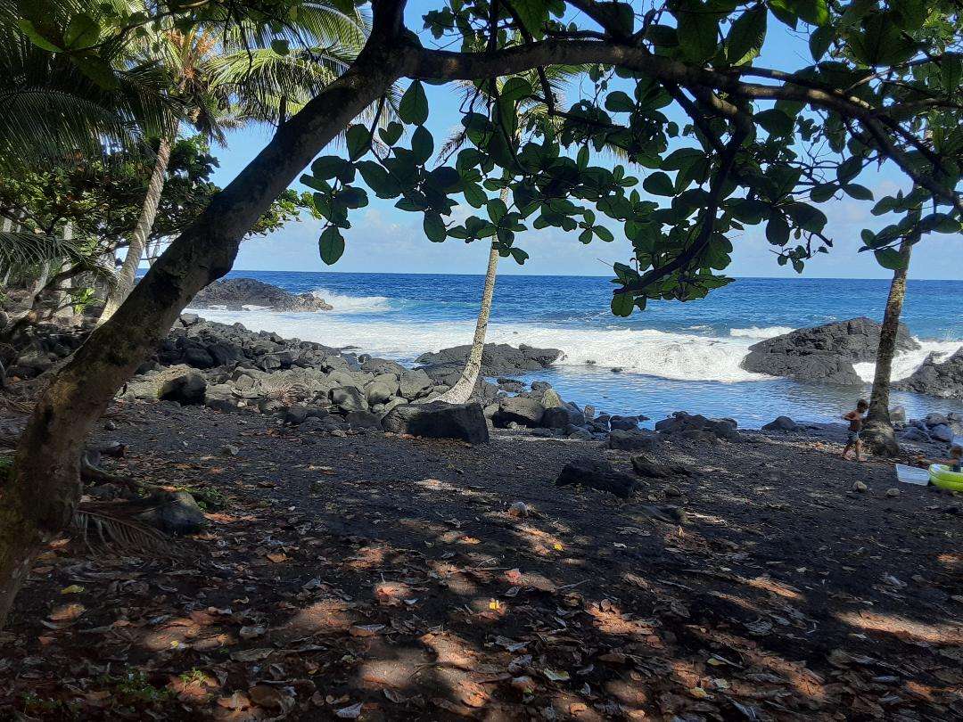 Jungle Meets The Ocean