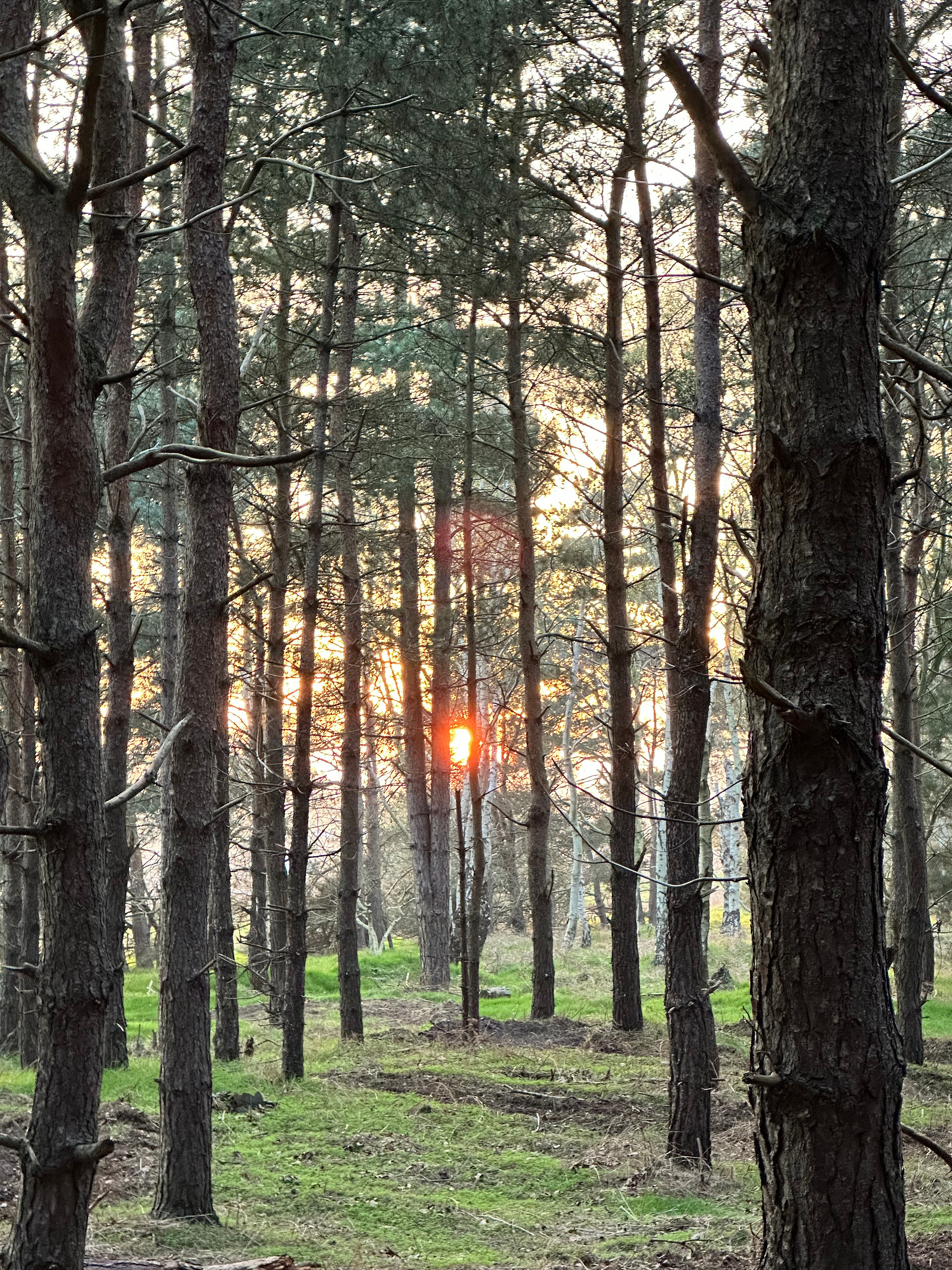 Holistic Woods Wild Campsite