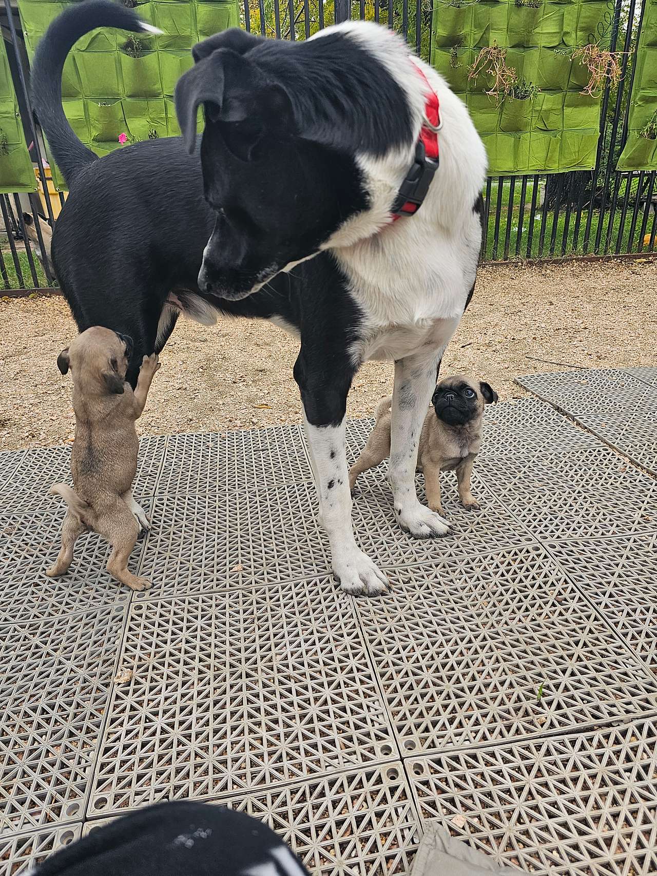 Toby plays with intensity of his guests.  Gentle with puppies, older, smaller dogs...or full on for bigger, playful dogs!